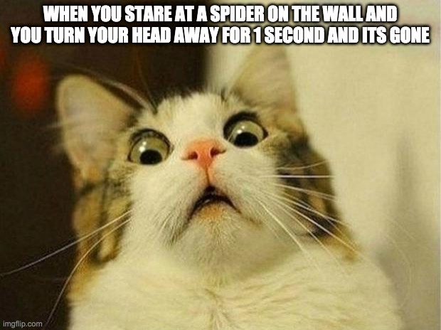 Scared Cat | WHEN YOU STARE AT A SPIDER ON THE WALL AND YOU TURN YOUR HEAD AWAY FOR 1 SECOND AND ITS GONE | image tagged in memes,scared cat | made w/ Imgflip meme maker