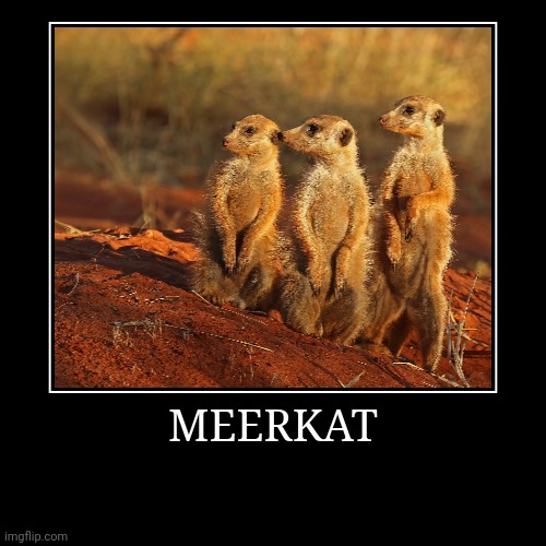 Meerkat | image tagged in demotivationals,meerkat | made w/ Imgflip demotivational maker