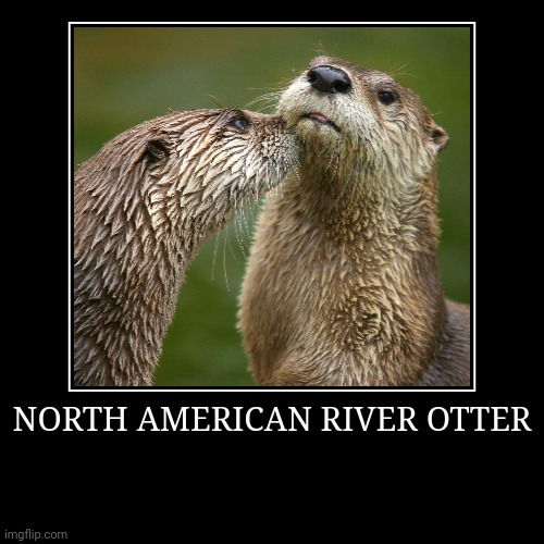 North American River Otter | image tagged in demotivationals,otter | made w/ Imgflip demotivational maker
