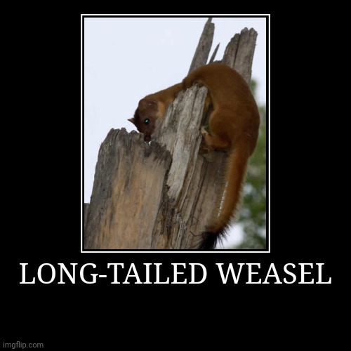 Long-Tailed Weasel | image tagged in demotivationals,weasel | made w/ Imgflip demotivational maker