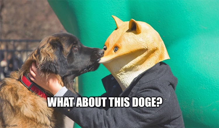 Doge being bitten | WHAT ABOUT THIS DOGE? | image tagged in doge being bitten | made w/ Imgflip meme maker