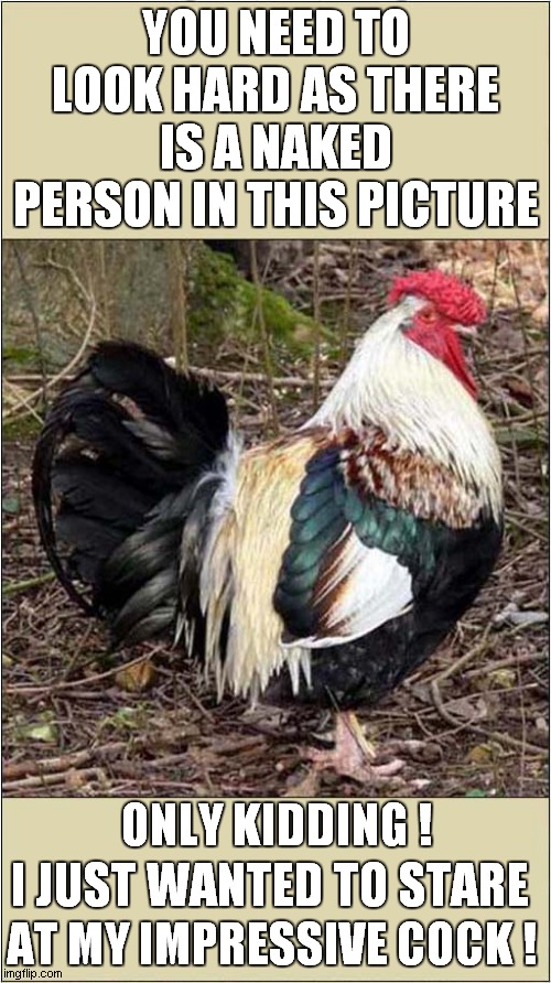 An Impressive Dorking Cockerel ! | YOU NEED TO LOOK HARD AS THERE IS A NAKED PERSON IN THIS PICTURE; ONLY KIDDING ! I JUST WANTED TO STARE; AT MY IMPRESSIVE COCK ! | image tagged in fun,double entendres,impressive,cockerel | made w/ Imgflip meme maker