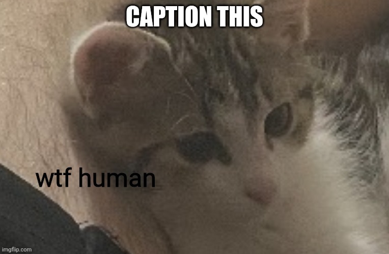 wtf human | CAPTION THIS | image tagged in wtf human | made w/ Imgflip meme maker