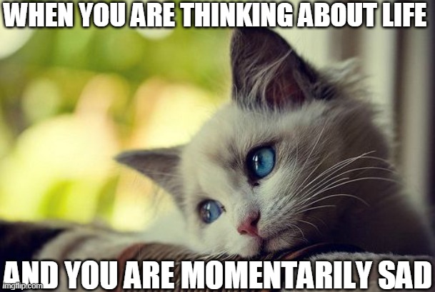 First World Problems Cat Meme | WHEN YOU ARE THINKING ABOUT LIFE; AND YOU ARE MOMENTARILY SAD | image tagged in memes,first world problems cat | made w/ Imgflip meme maker