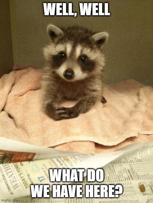 Racoon | WELL, WELL WHAT DO WE HAVE HERE? | image tagged in racoon | made w/ Imgflip meme maker