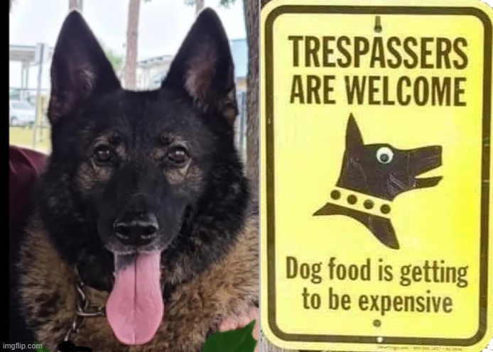 Trespassers Welcome | image tagged in german shepherd | made w/ Imgflip meme maker