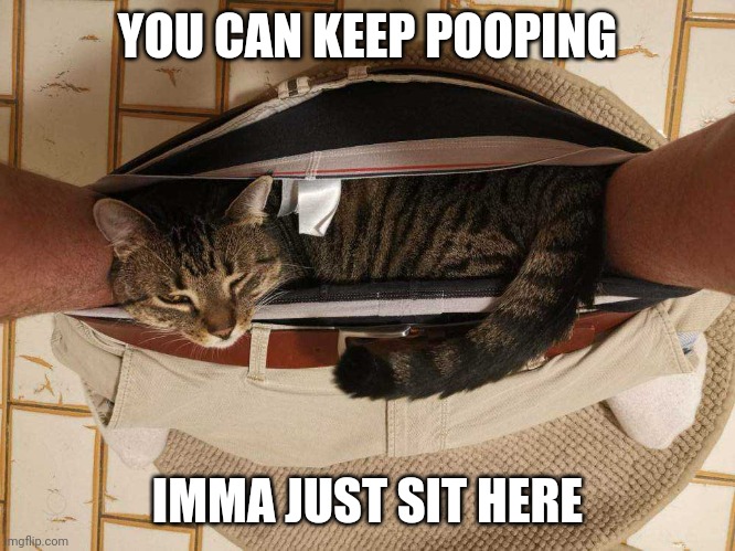CAT LOGIC | YOU CAN KEEP POOPING; IMMA JUST SIT HERE | image tagged in cats,funny cats | made w/ Imgflip meme maker