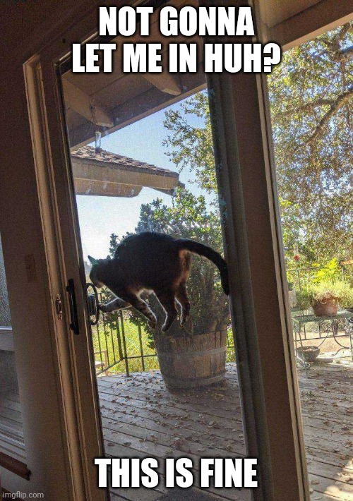 LET THE KITTY IN | NOT GONNA LET ME IN HUH? THIS IS FINE | image tagged in cats,funny cats,kitty | made w/ Imgflip meme maker