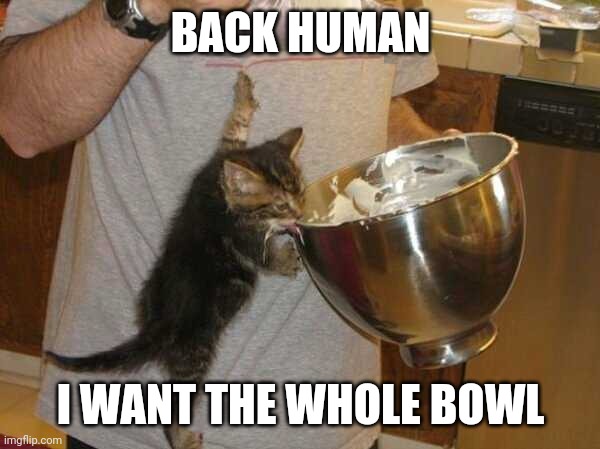 BACK HUMAN | BACK HUMAN; I WANT THE WHOLE BOWL | image tagged in cats,funny cats | made w/ Imgflip meme maker