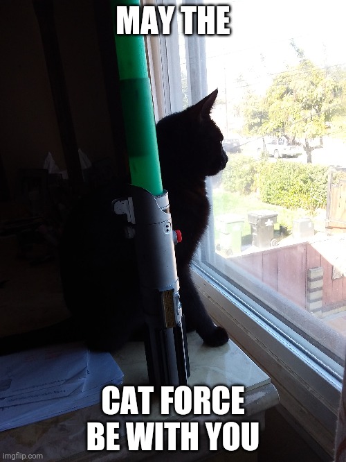 Jedi Cat | MAY THE; CAT FORCE BE WITH YOU | image tagged in cats,star wars | made w/ Imgflip meme maker