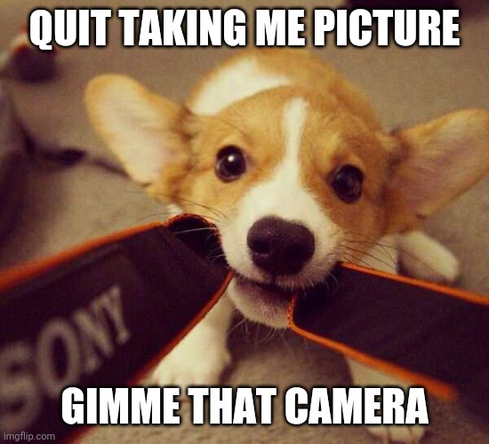 DOES NOT LIKE PICTURES | QUIT TAKING ME PICTURE; GIMME THAT CAMERA | image tagged in dogs | made w/ Imgflip meme maker