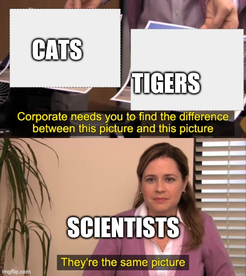 there the same picture |  TIGERS; CATS; SCIENTISTS | image tagged in there the same picture | made w/ Imgflip meme maker