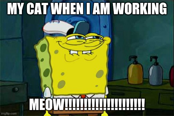 Don't You Squidward | MY CAT WHEN I AM WORKING; MEOW!!!!!!!!!!!!!!!!!!!!! | image tagged in memes,don't you squidward,cats | made w/ Imgflip meme maker