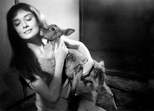 Audrey Hepburn With Her Pet Deer, Pippin | image tagged in awesome,pics,photography | made w/ Imgflip meme maker