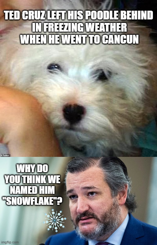 Doggo was left with a dogsitter, so technically was treated better than Cruz's constituents. | TED CRUZ LEFT HIS POODLE BEHIND
 IN FREEZING WEATHER
 WHEN HE WENT TO CANCUN; WHY DO YOU THINK WE NAMED HIM "SNOWFLAKE"? | image tagged in memes,snowflake,poodle,ted cruz,cancun,freezing | made w/ Imgflip meme maker