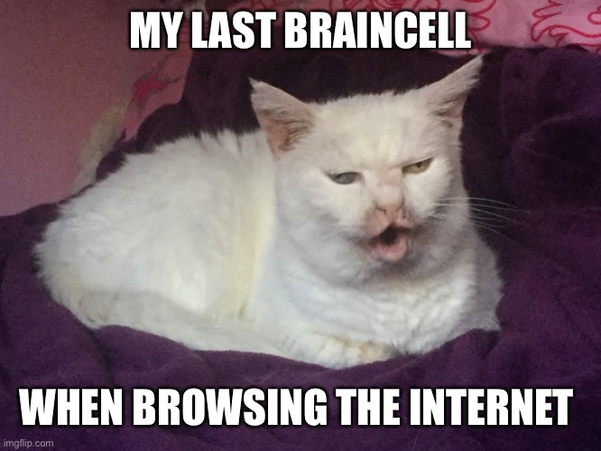 So much stupid it’s hilarious | MY LAST BRAINCELL; WHEN BROWSING THE INTERNET | image tagged in kitty cat dull surprise,cat,last braincell,browsing internet | made w/ Imgflip meme maker
