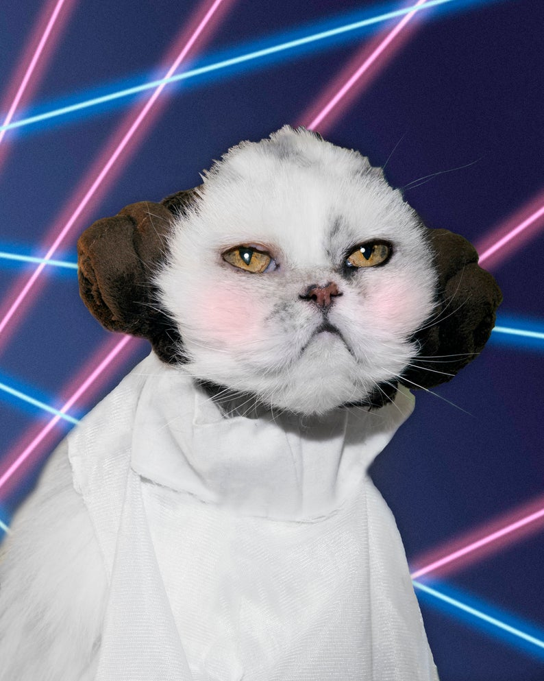 High Quality Princess Leia Cat Blank Meme Template