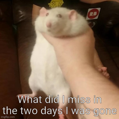 rat squish | What did I miss in the two days I was gone | image tagged in rat squish | made w/ Imgflip meme maker