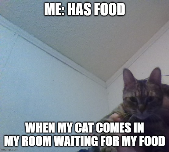 surpsised cat | ME: HAS FOOD; WHEN MY CAT COMES IN MY ROOM WAITING FOR MY FOOD | image tagged in surpsised cat | made w/ Imgflip meme maker