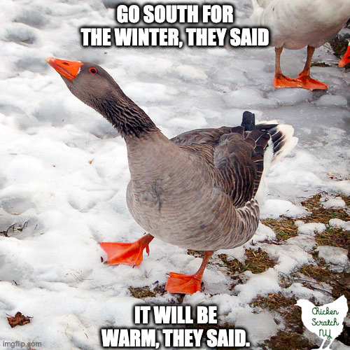 Snow Goose | GO SOUTH FOR THE WINTER, THEY SAID; IT WILL BE WARM, THEY SAID. | image tagged in goose,snow,texas | made w/ Imgflip meme maker