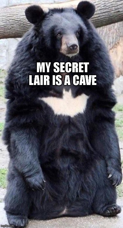Batbear | MY SECRET LAIR IS A CAVE | image tagged in bear | made w/ Imgflip meme maker