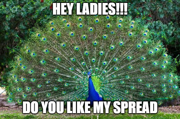 meme | HEY LADIES!!! DO YOU LIKE MY SPREAD | image tagged in peacock | made w/ Imgflip meme maker