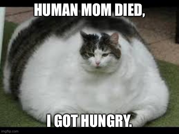 Fat Cat | HUMAN MOM DIED, I GOT HUNGRY. | image tagged in fat cat | made w/ Imgflip meme maker