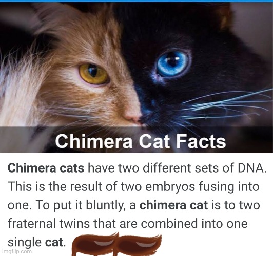 Fun fact | image tagged in cats | made w/ Imgflip meme maker
