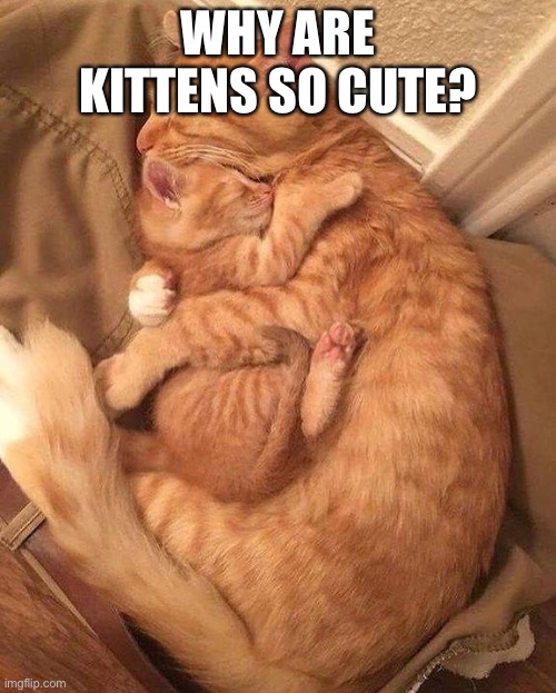 CAT SNUGGLES | WHY ARE KITTENS SO CUTE? | image tagged in cat snuggles | made w/ Imgflip meme maker