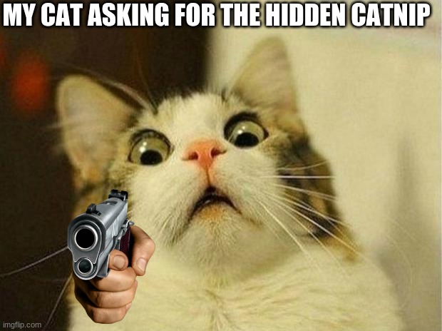 Scared Cat Meme | MY CAT ASKING FOR THE HIDDEN CATNIP | image tagged in memes,catnip | made w/ Imgflip meme maker
