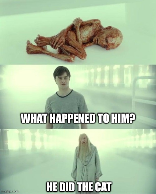 He did the cat | WHAT HAPPENED TO HIM? HE DID THE CAT | image tagged in dead baby voldemort / what happened to him | made w/ Imgflip meme maker