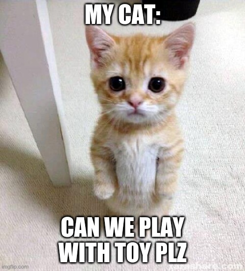 sorry its a bit wholesome | MY CAT:; CAN WE PLAY WITH TOY PLZ | image tagged in memes,cute cat | made w/ Imgflip meme maker