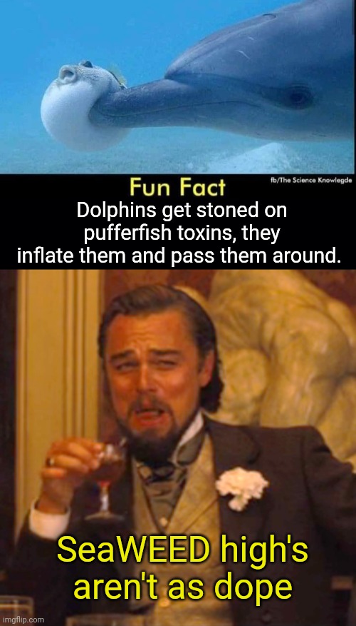 Stoned Dolphins | Dolphins get stoned on pufferfish toxins, they inflate them and pass them around. SeaWEED high's aren't as dope | image tagged in memes,laughing leo,dolphins,stoned | made w/ Imgflip meme maker