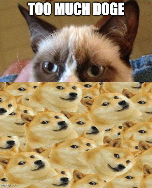 TOO MUCH DOGE | image tagged in grumpy cat | made w/ Imgflip meme maker