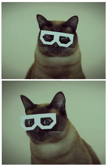 Shocked Cat in glasses Blank Meme Template
