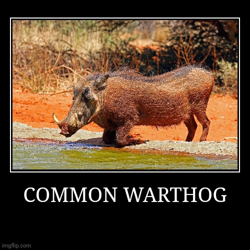 Common Warthog | image tagged in demotivationals,warthog | made w/ Imgflip demotivational maker