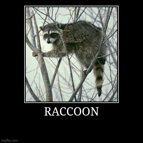 Raccoon | image tagged in demotivationals,raccoon | made w/ Imgflip demotivational maker