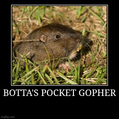 Botta's Pocket Gopher | image tagged in demotivationals,gopher | made w/ Imgflip demotivational maker