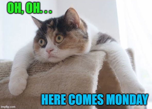 OH, OH. . . HERE COMES MONDAY | image tagged in cats,funny,mondays,funny cats,weekend,lazy | made w/ Imgflip meme maker