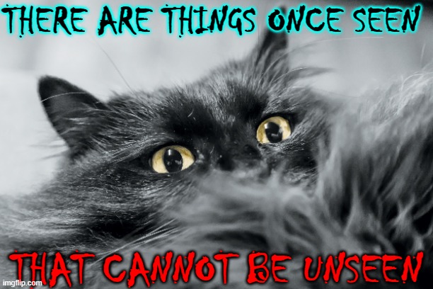 I have seen things no cat should ever see | THERE ARE THINGS ONCE SEEN; THAT CANNOT BE UNSEEN | image tagged in vince vance,cats,memes,cannot be unseen,fur,surprised cat | made w/ Imgflip meme maker