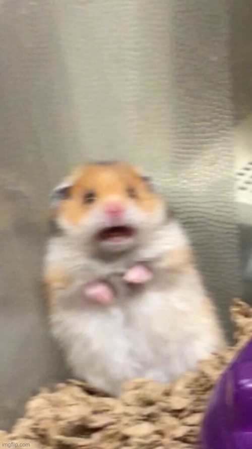 Screaming Hamster | image tagged in screaming hamster | made w/ Imgflip meme maker