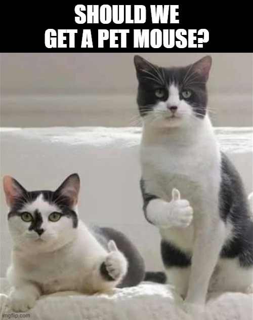SHOULD WE GET A PET MOUSE? | image tagged in cats,funny,mouse,funny cats | made w/ Imgflip meme maker