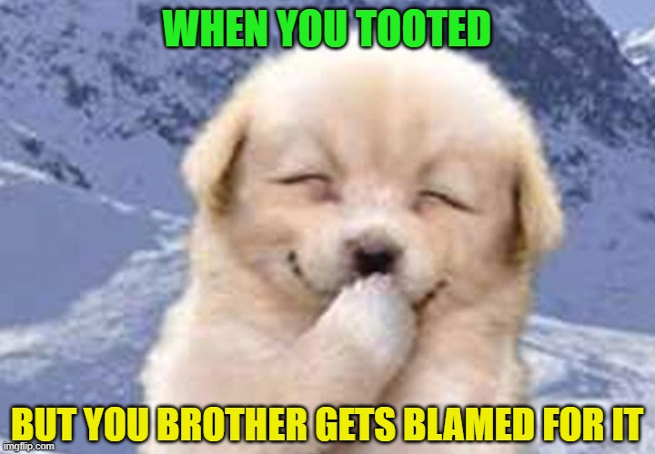 WHEN YOU TOOTED; BUT YOU BROTHER GETS BLAMED FOR IT | image tagged in siblings,brothers,sisters,farted,puppy,cute | made w/ Imgflip meme maker