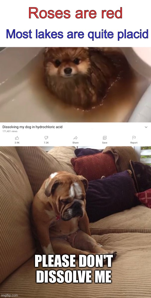 But why would you do that to a poor, poor dog ? ? ? | Roses are red; Most lakes are quite placid; PLEASE DON'T DISSOLVE ME | image tagged in blank white template,bulldogsad,funny,memes,funny memes,dogs | made w/ Imgflip meme maker
