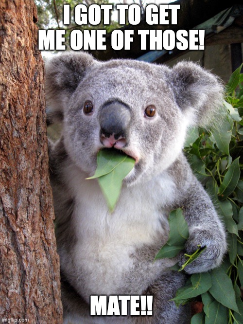 Australian Koala Surprise WTF | I GOT TO GET ME ONE OF THOSE! MATE!! | image tagged in australian koala surprise wtf | made w/ Imgflip meme maker