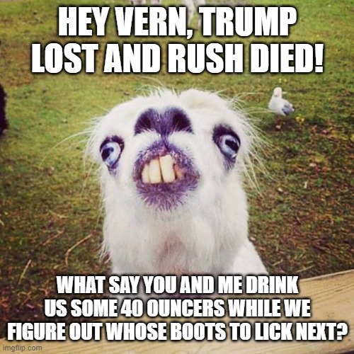 irony llama | HEY VERN, TRUMP LOST AND RUSH DIED! WHAT SAY YOU AND ME DRINK US SOME 40 OUNCERS WHILE WE FIGURE OUT WHOSE BOOTS TO LICK NEXT? | image tagged in rush limbaugh,trump,donald trump,gop,all lives matter,qanon | made w/ Imgflip meme maker