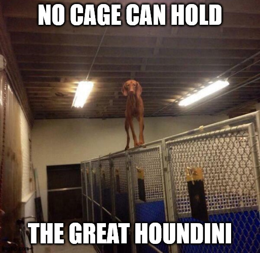 NO CAGE CAN HOLD; THE GREAT HOUNDINI | made w/ Imgflip meme maker