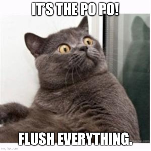 Conspiracy Cat | IT’S THE PO PO! FLUSH EVERYTHING. | image tagged in conspiracy cat | made w/ Imgflip meme maker