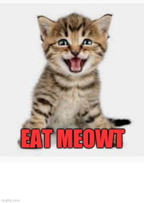 Cats | EAT MEOWT | image tagged in funny animals | made w/ Imgflip meme maker