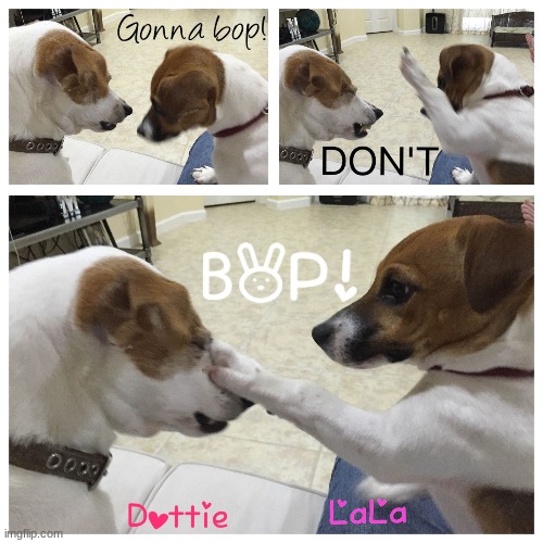 If your feeling sad | image tagged in adorable,funny dogs,boop | made w/ Imgflip meme maker